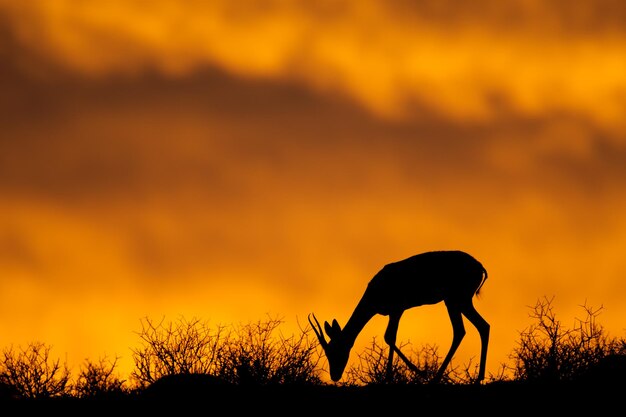 Photo la silhouette du springbok