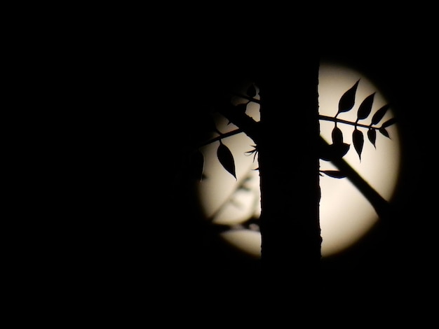 Photo silhouette du tronc d'arbre contre la pleine lune la nuit