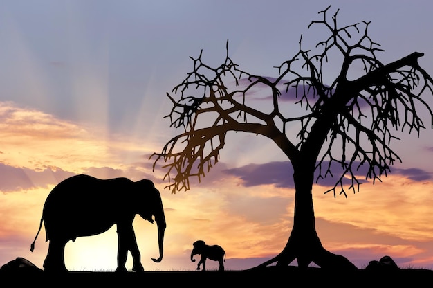 Silhouette d'un éléphant avec veau près d'un arbre contre le ciel du soir