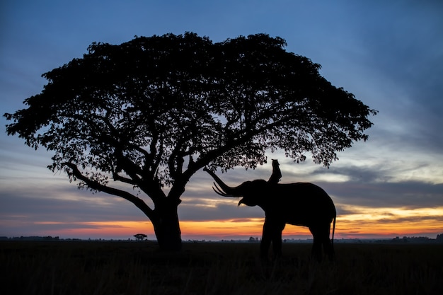 silhouette d&#39;éléphants en Thaïlande au lever du soleil