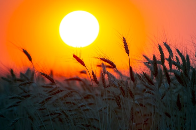 Silhouette d'épis de blé après le coucher du soleil libre