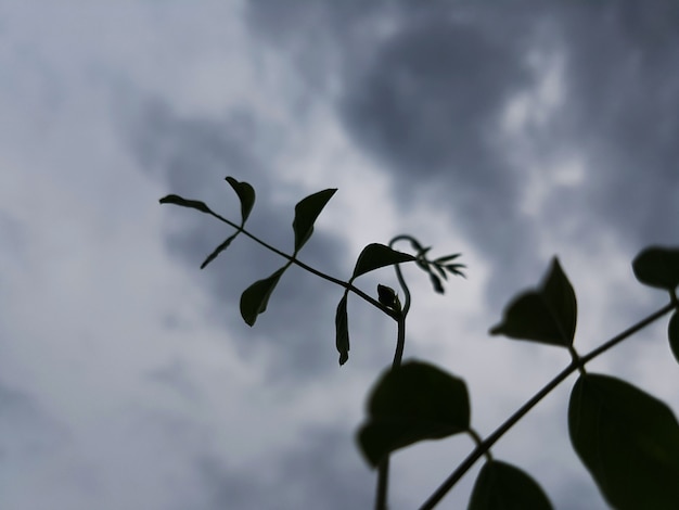 Silhouette de feuilles pousses