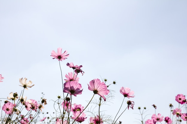 Silhouette de fleur cosmos rose avec fond de ciel bleu