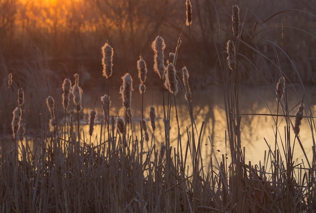 Silhouette de fleurs d'herbe