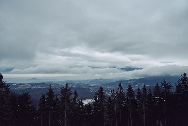 Silhouette de forêt de pins avec brouillard