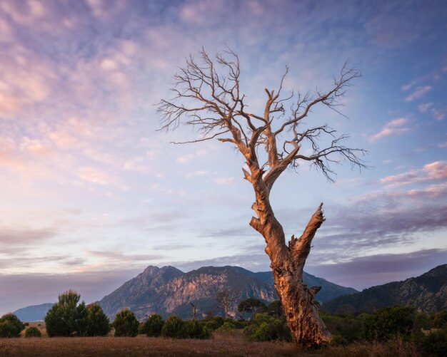 Photo silhouette d'un grand arbre sans feuilles sur l'herbe et les buissons avec des nuages rose clair cirali turquie