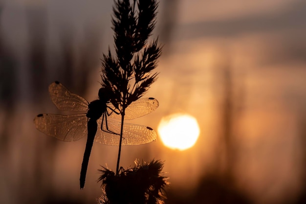 Silhouette d'une grande libellule assise sur une plante