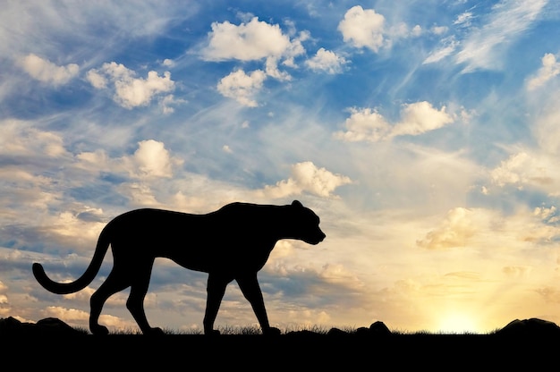 Silhouette de guépard contre le ciel du soir