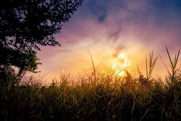 Silhouette d'herbe et d'arbre avec fond de coucher de soleil