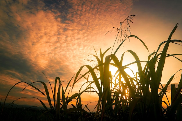 Silhouette d'herbe contre le ciel de coucher du soleil