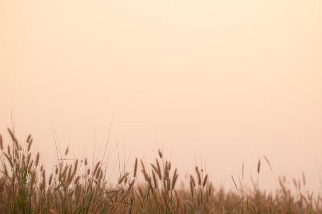 Silhouette d'herbe dans l'herbe et le coucher du soleil