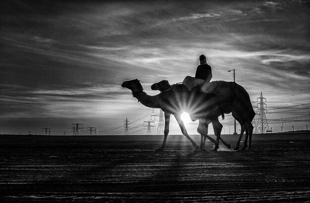 Photo silhouette d'un homme à cheval sur un chameau dans le désert contre le ciel au coucher du soleil