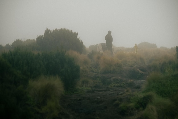 Silhouette de l'homme dans le pré brumeux