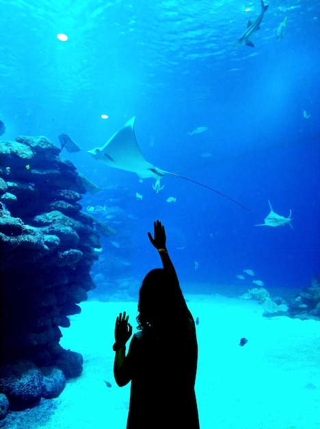 Silhouette d'un homme nageant dans un aquarium