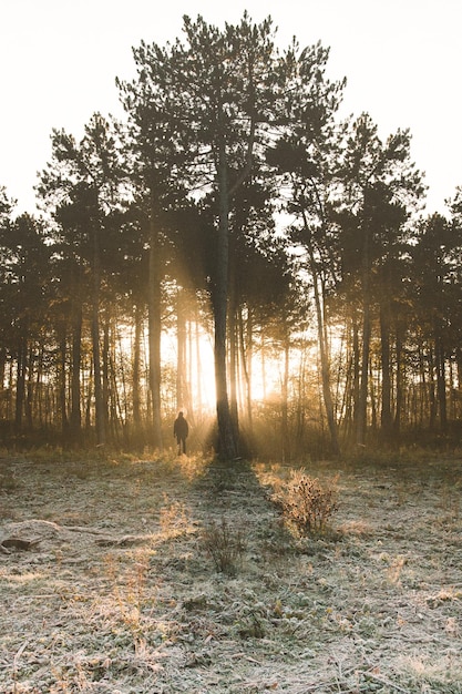 Photo silhouette d'un homme qui se promène dans la forêt pendant l'hiver au coucher du soleil