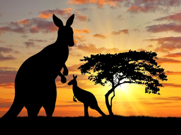 Silhouette d'un kangourou avec un bébé sur fond d'un beau coucher de soleil