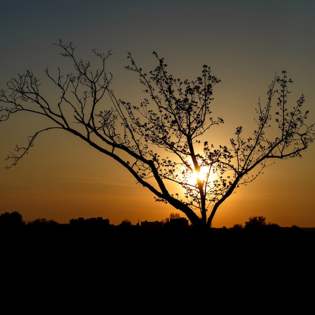 Silhouette noire d'un arbre au coucher du soleil