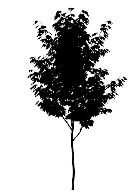 Silhouette noire d'un arbre à feuilles caduques sur fond blanc