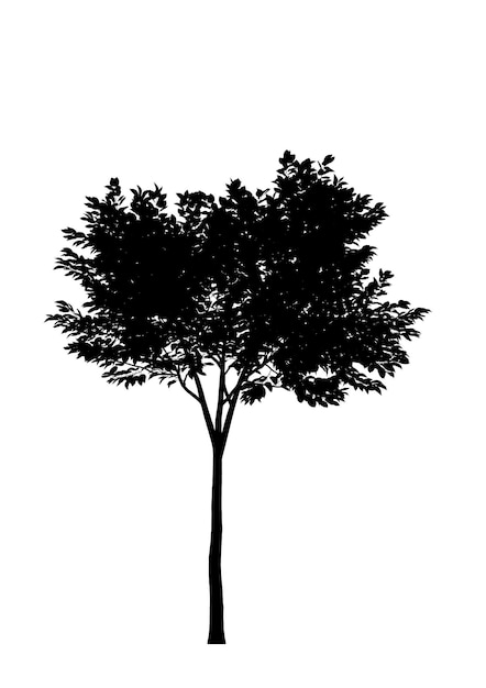 Silhouette noire d'un arbre à feuilles caduques sur fond blanc