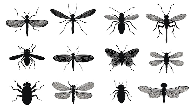 silhouette noire d'insectes sur fond blanc