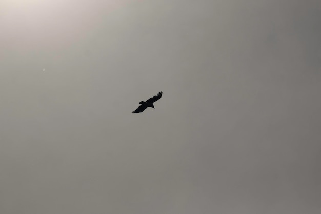 silhouette d'un oiseau dans le ciel sous un soleil radieux à travers les nuages un oiseau libre