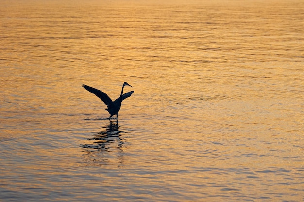 Une silhouette d'oiseau pêche dans la mer au coucher du soleil