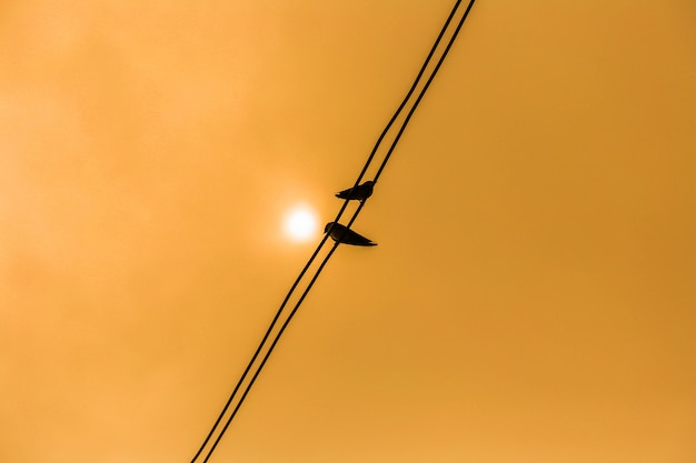 Silhouette d&#39;oiseaux sur les fils. Oiseaux perchés sur des fils au coucher du soleil et ami.