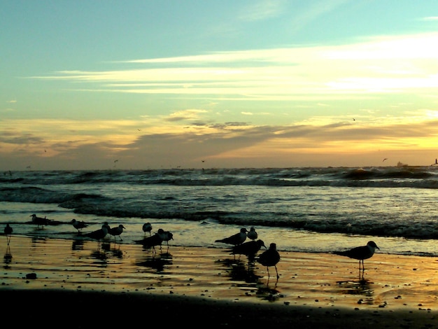 Silhouette d'oiseaux sur la plage