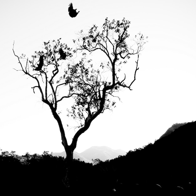 Silhouette d'oiseaux volant au-dessus d'un arbre