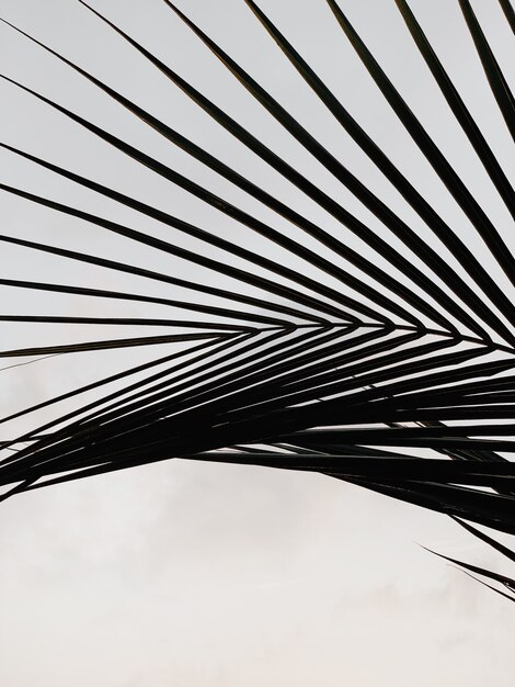 Silhouette d'ombre de feuille de palmier tropical sur mur blanc