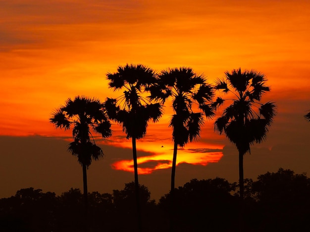 Silhouette de palmier à sucre 02