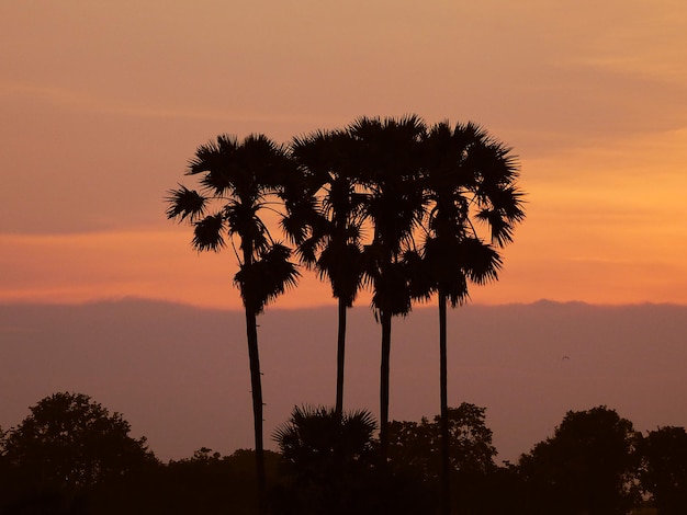 Silhouette de palmier à sucre