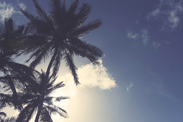 Silhouette de palmier tropical contre le ciel