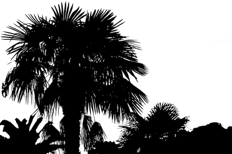 Photo silhouette de palmier tropical isolé sur fond blanc