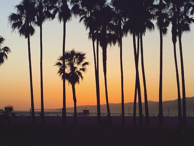 Silhouette de palmiers au coucher du soleil