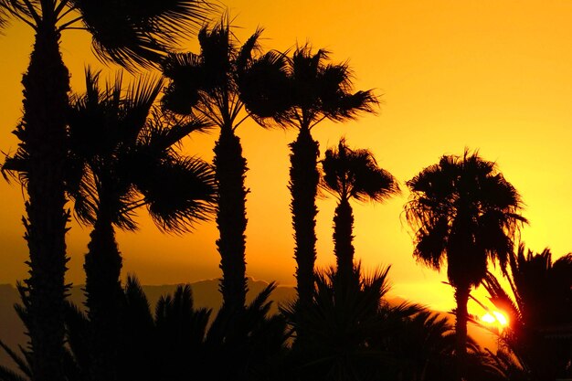 Photo silhouette de palmiers au coucher du soleil