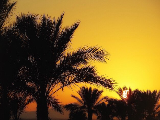 Silhouette de palmiers contre le ciel au coucher du soleil