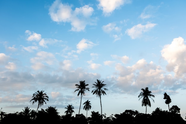 Silhouette de palmiers dans le beau ciel bleu.