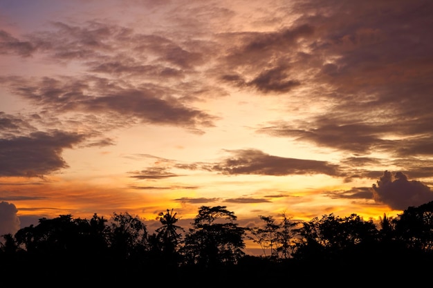 Silhouette de palmiers lors d'un magnifique coucher de soleil coloré dans une rizière de l'île de Bali