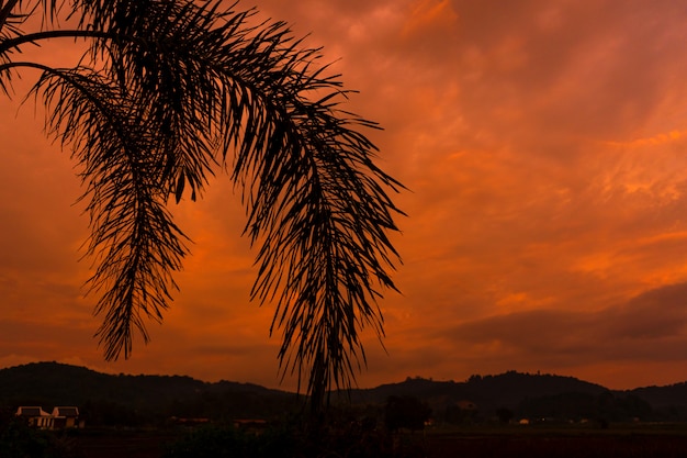 Silhouetté par un palmier sur l'arrière-plan d'un coucher de soleil tropical rouge ardent inhabituel.