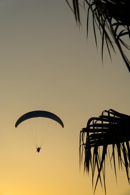 Silhouette d'un parapente volant dans le ciel au coucher du soleil et la silhouette d'un palmier floue au premier plan