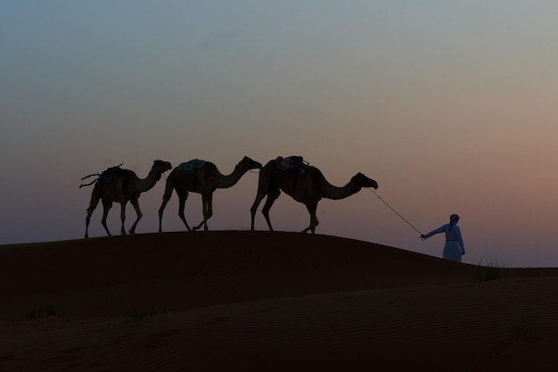 Silhouette d'une personne avec des chameaux marchant sur le sable dans le désert contre un ciel clair au coucher du soleil