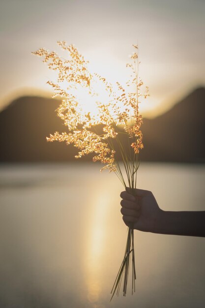 Photo silhouette d'une personne tenant une plante à fleurs contre le ciel au coucher du soleil