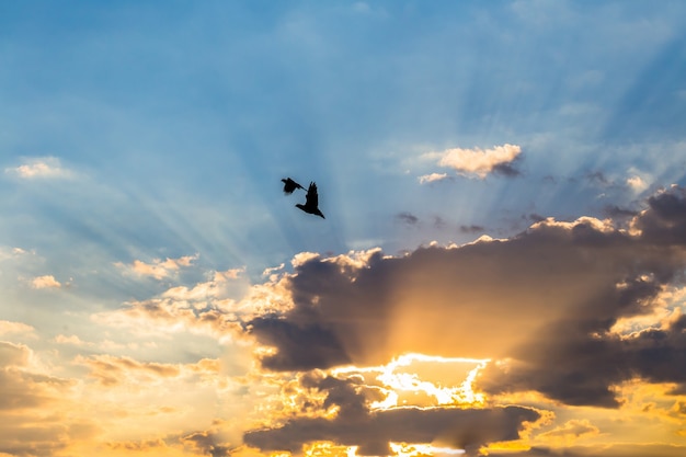 silhouette photo.bird volant avec coucher de soleil