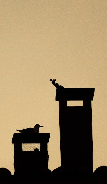 Silhouette d'un pigeon perché sur deux cheminées sur un toit au coucher du soleil