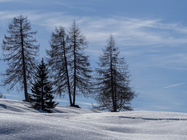 Silhouette de pin isolé sur la neige dans les montagnes