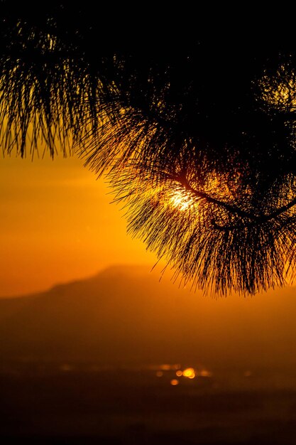 Silhouette de pins pendant le coucher du soleil