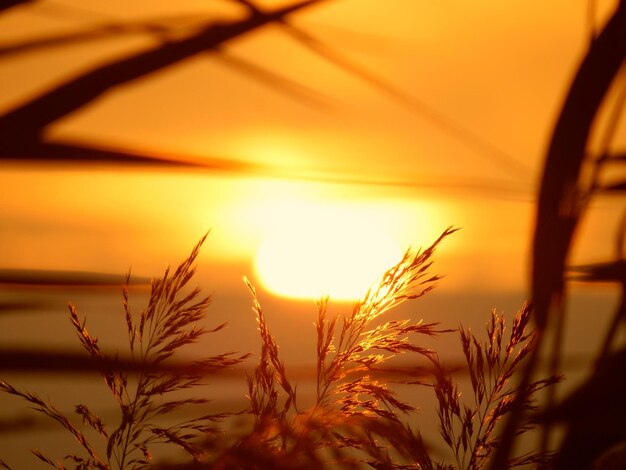 Photo silhouette de plantes au coucher du soleil