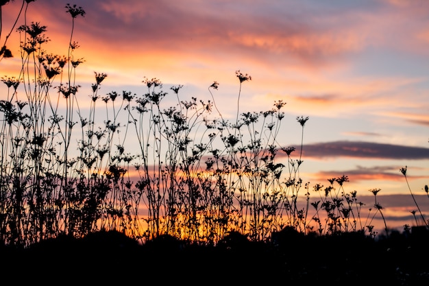 Silhouette de plantes au crépuscule