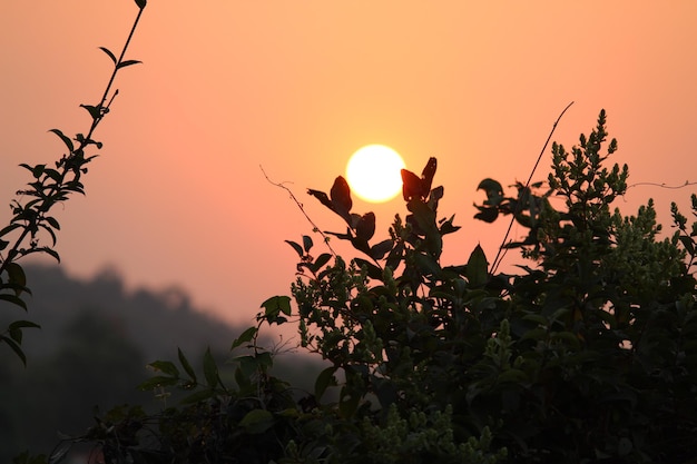 Photo silhouette de plantes contre le ciel au coucher du soleil